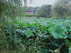 -花溪公园