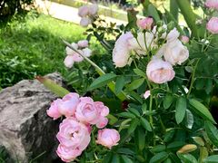 -黄色小屋