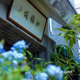 宝藏小店打卡｜梧桐山脚小橘颂，隐隐于市