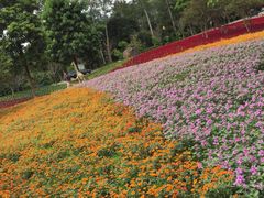 -广州市流溪河国家森林公园