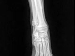 -爱妮康宠物医院·干细胞免疫细胞·肿瘤·心脏(张江店)