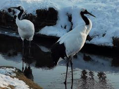 -钏路市丹顶鹤自然公园