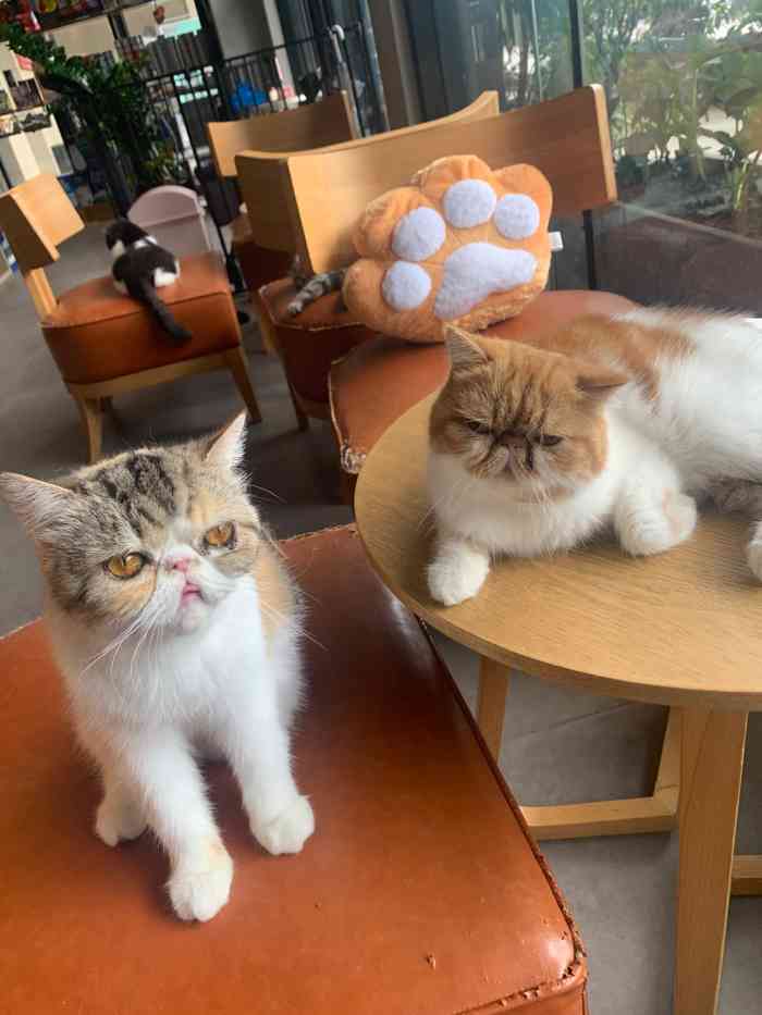 cookiecat曲奇加菲猫咖啡店-"这个天就想把它们抱在手中当暖宝宝用