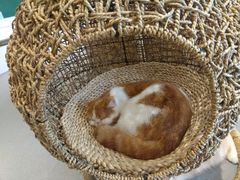 -飞行喵MR PILOT|猫舍·猫咖(静安大融城店)