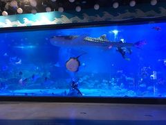 -烟台海昌鲸鲨海洋公园