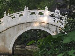 -金花茶公园