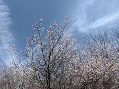 -明秦王墓遗址