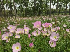 -嘉北郊野公园