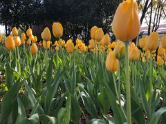 -上海鲜花港