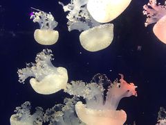 -台州海洋世界
