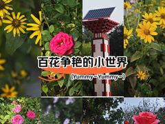 -大望京公园