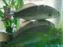 -富临港·蒸汽海鲜·手抓海鲜·炒菜(栈桥店)