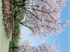 -上海滨江森林公园