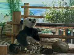 -西霞口神雕山野生动物世界