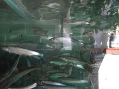 -抚仙湖石锅鱼菌园(明星鱼洞分店)