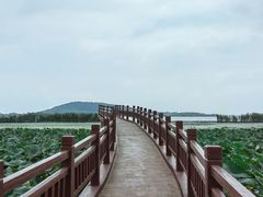 -西京湾花海