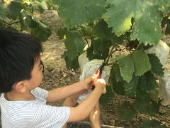 -马陆小张葡萄园农家乐