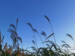 -长田漾湿地公园