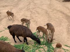 -西安秦岭野生动物园