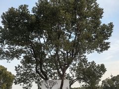 -嘉北郊野公园