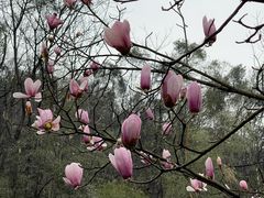 -桃花岭景区