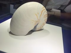 -贝壳王国博物馆