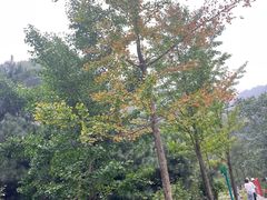 -秦岭终南山世界地质公园翠华山景区