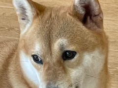 -南京Hallo宠物乐园·哈罗犬舍·柴犬繁育基地