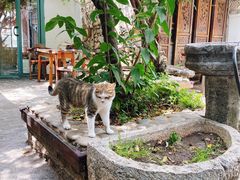 -喵屿·大理花园猫咖