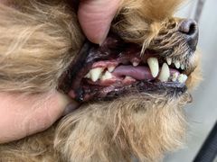 -PETKIT小佩宠物·低压洗护(国顺东路店)