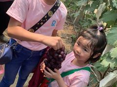 -马陆小张葡萄园农家乐