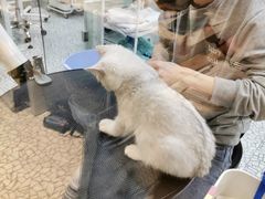-momokira米努特·德文卷毛猫·棉花面纱犬