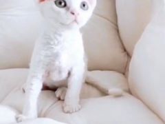 -十年猫舍·猫咪专门店(普陀店)