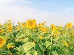 -洪湖湿地生态园