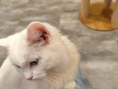 -楼上猫咖(罗湖店)
