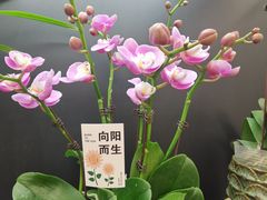 -武汉花鸟市场