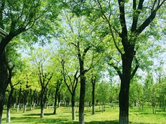 -洨河生态公园