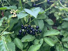 -南汇水蜜桃采摘(大团店)