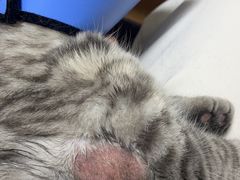 -爱洗澡的猫(天河路店)