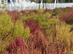 -天津东丽湖风景区