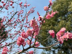 -梅花山(明孝陵内)