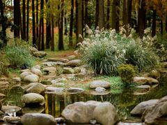 -上海共青森林公园