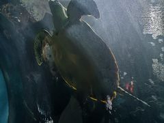 -苏州海洋馆