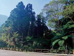 -溪头自然教育园区林间休憩场
