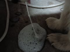 -桂林市花鸟市场