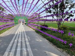 -苏州太湖西山岛开心农场