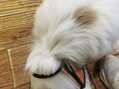 -志龙皇冠吃货椰子铺