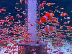 -海合安成都极地海洋公园