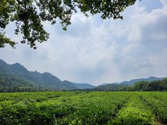 -中国茶叶博物馆(双峰馆区)
