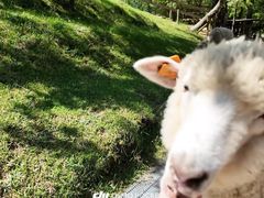 -神户市立六甲山牧场